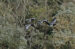 4-Bernache nonnette | Branta leucopsis | Barnacle Goose